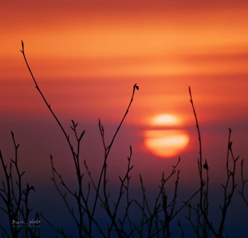 západ slunce a silueta větviček